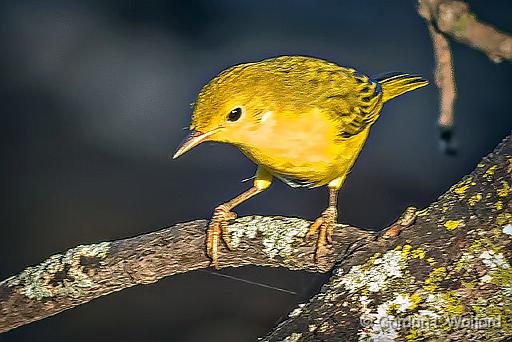 Little Yellow Bird_DSCF4428.jpg - Photographed along the Rideau Canal Waterway at Smiths Falls, Ontario, Canada.